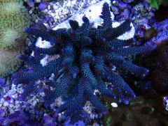 Acropora Millepora -  Blue Mille