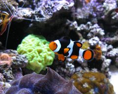 Scott's Clown Fish