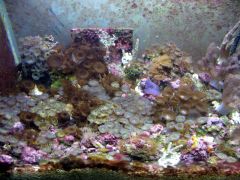 Sump Corals