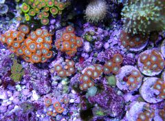 Zoanthids Frags 2