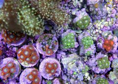 Zoanthids Frags