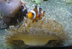 clownfish & sabae anemone
