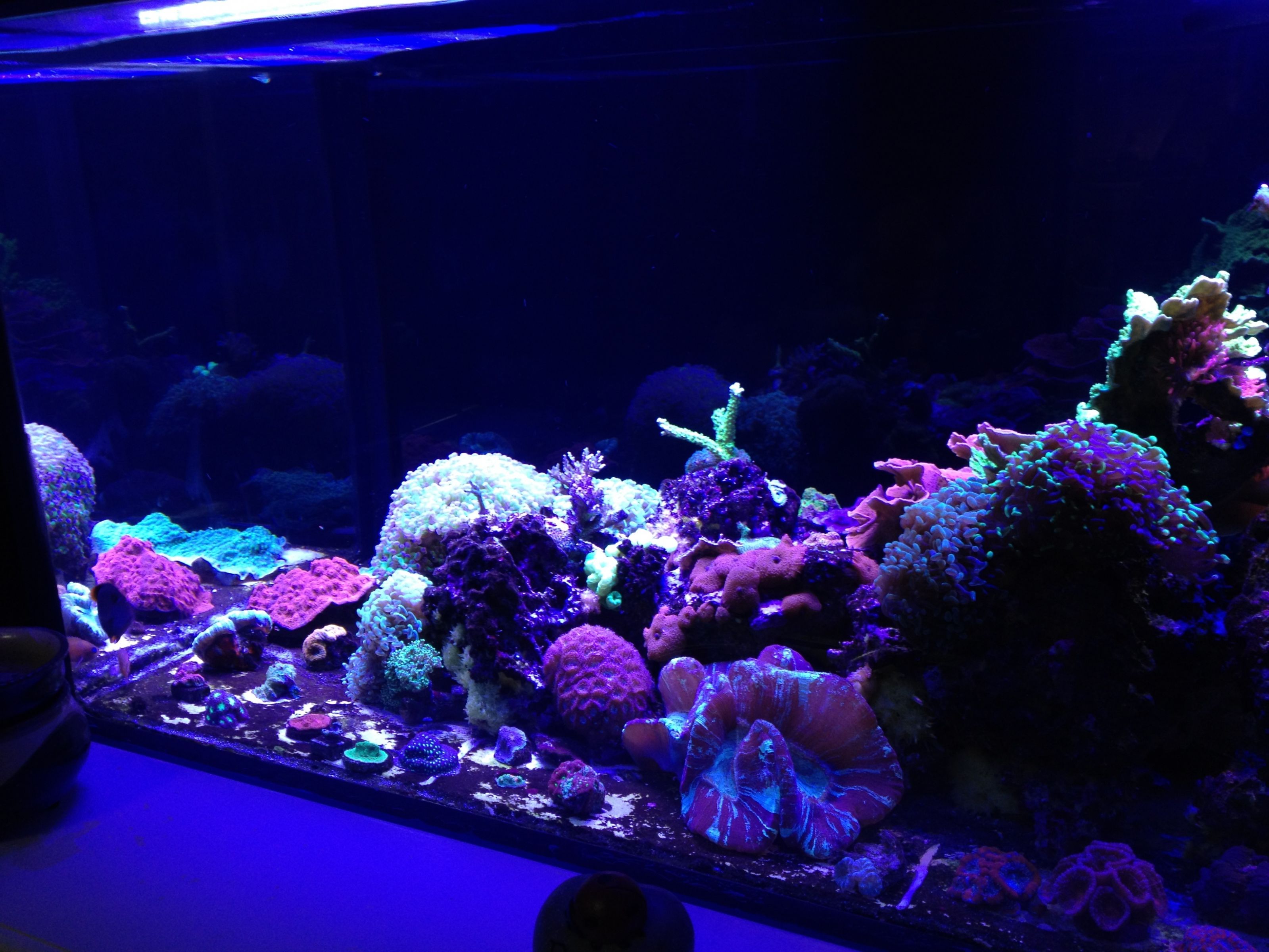 image Members Gallery INDMAS Indiana Marine Aquarium Society