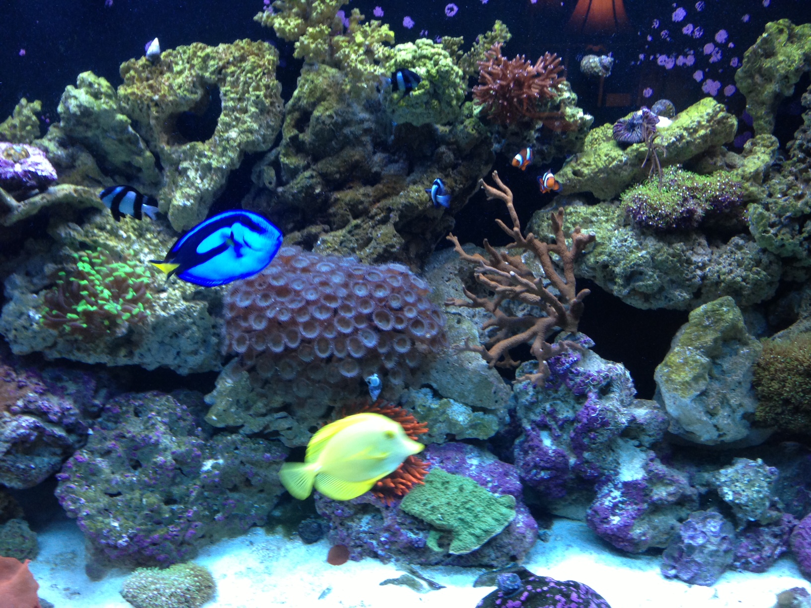 tank Members Gallery INDMAS Indiana Marine Aquarium Society