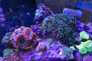 Acans and Hammer