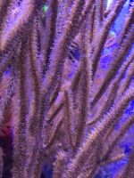 gorgonian