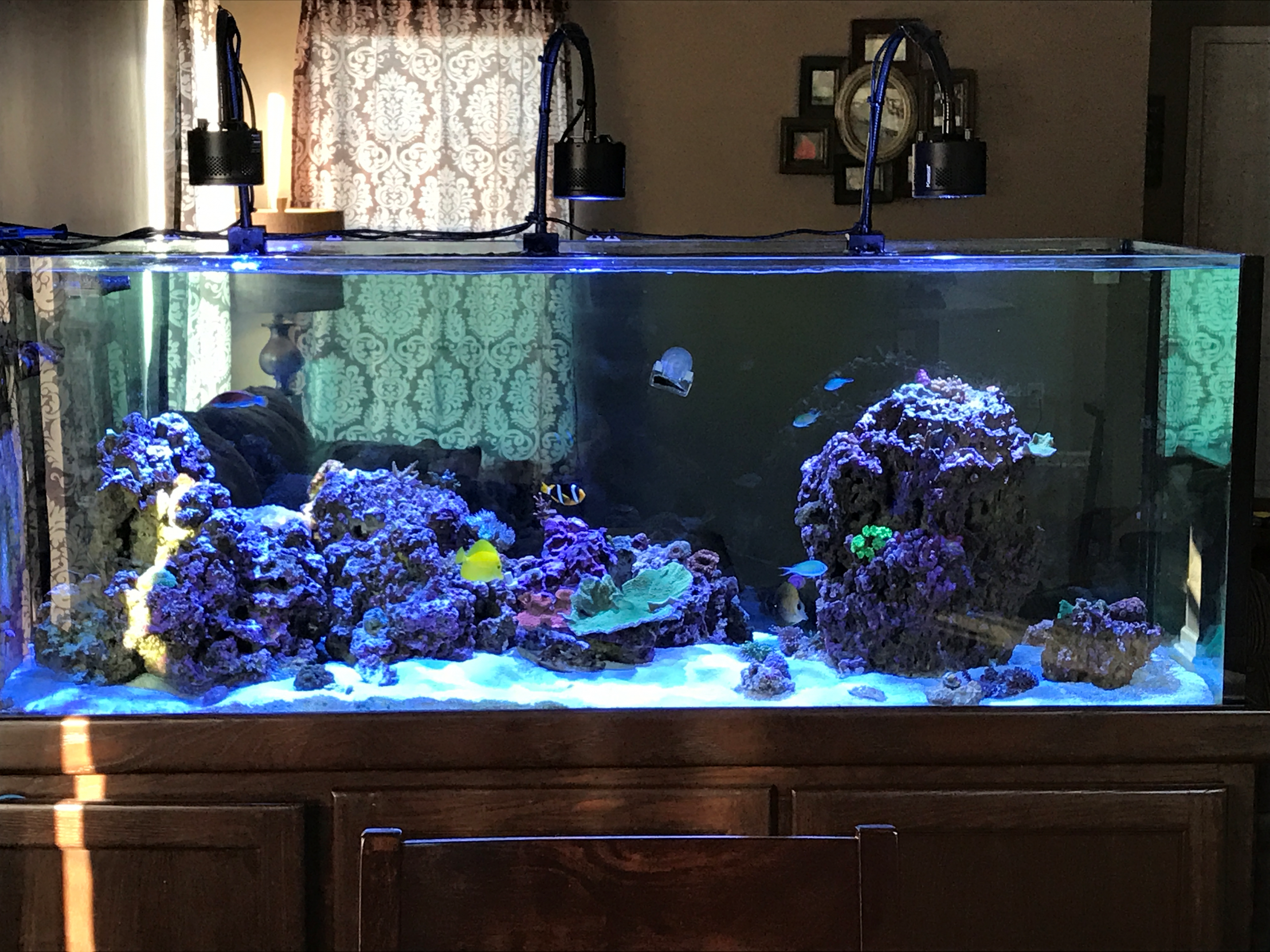 180g rimless peninsula INDMAS Indiana Marine Aquarium Society