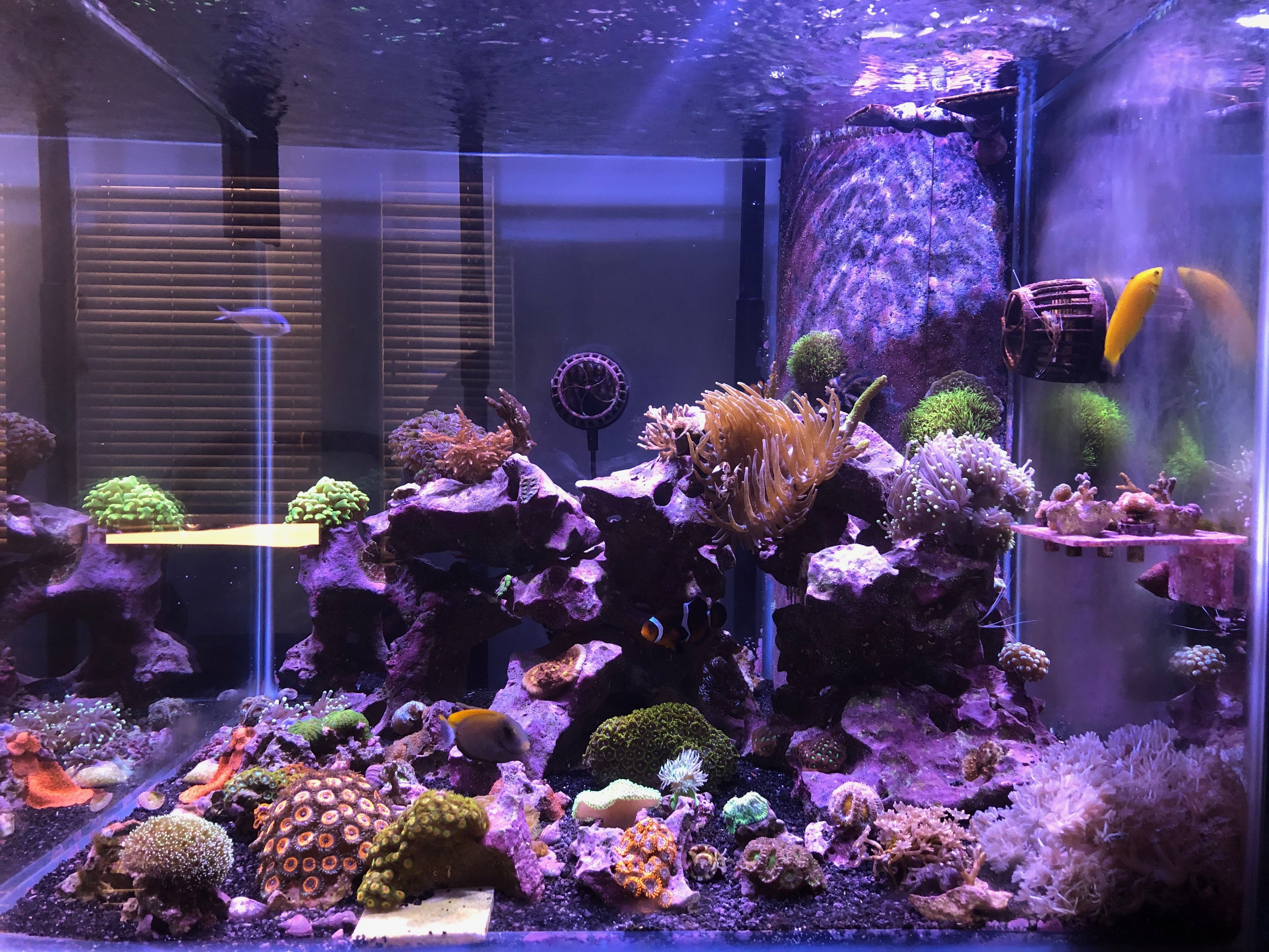 Hello INDMAS! General Reefkeeping Chatter INDMAS Indiana Marine