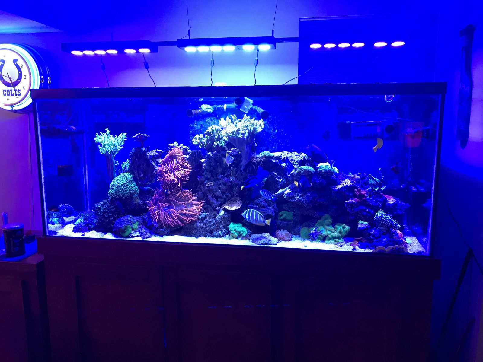 220G Mixed Reef 2 years after set up