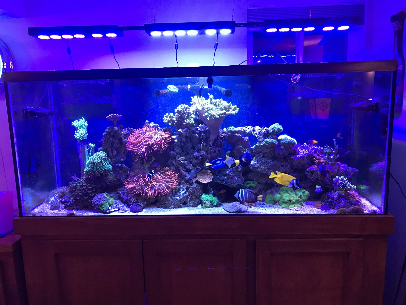 220G Mixed Reef 2 years after set up