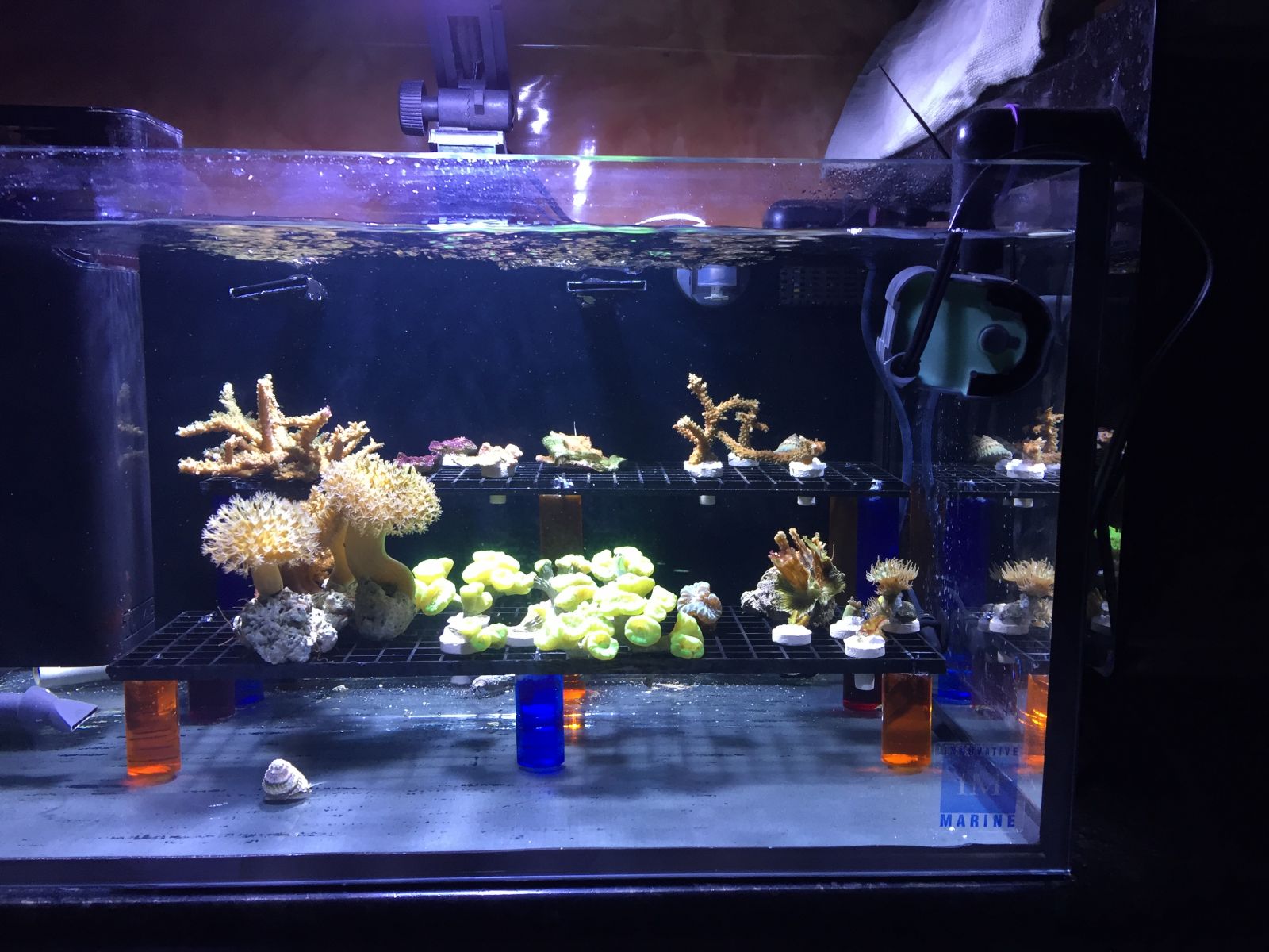 Frags from 125G mixed reef