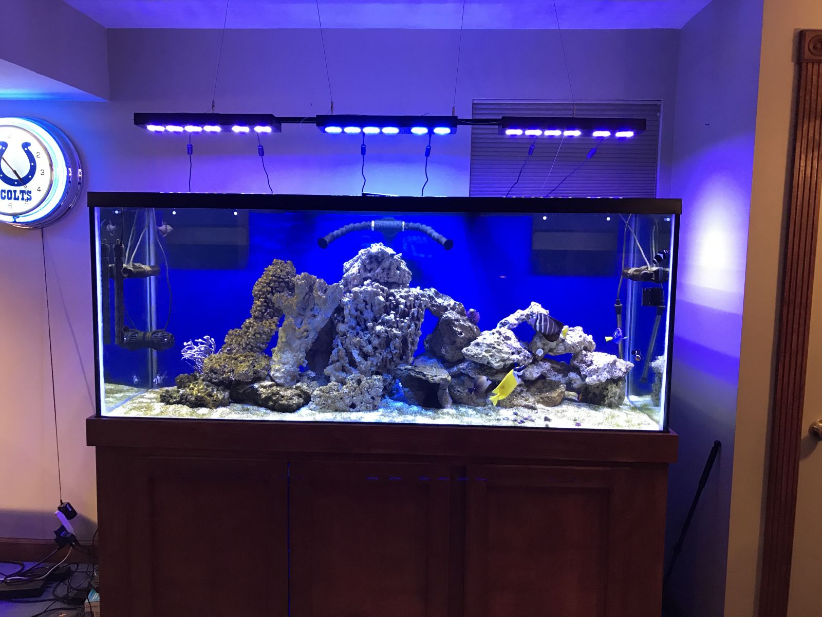 Fish and a few test corals added