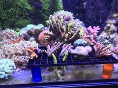 Coral Grow Out for placement in new tank
